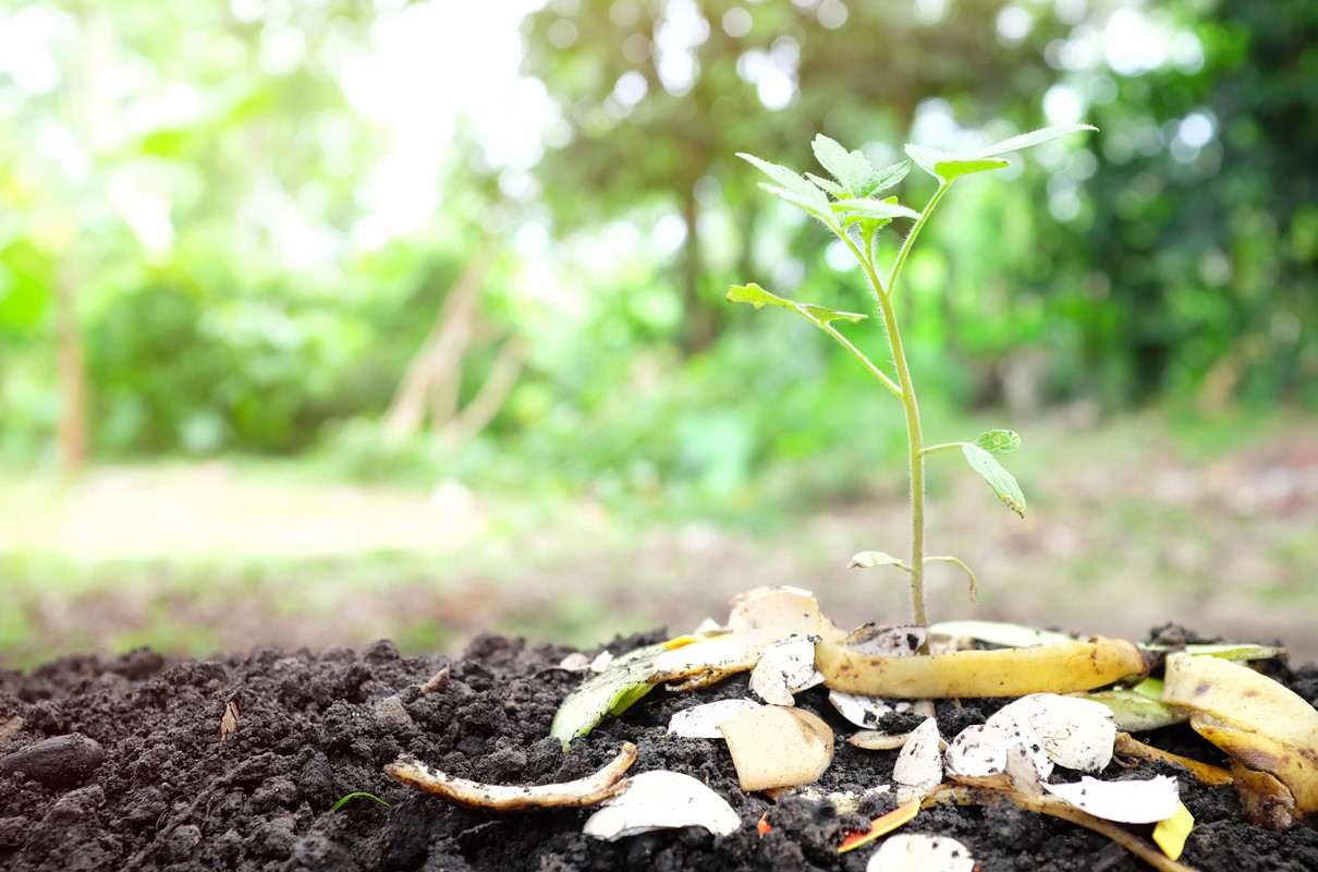 Compost Pour Alléger La Terre