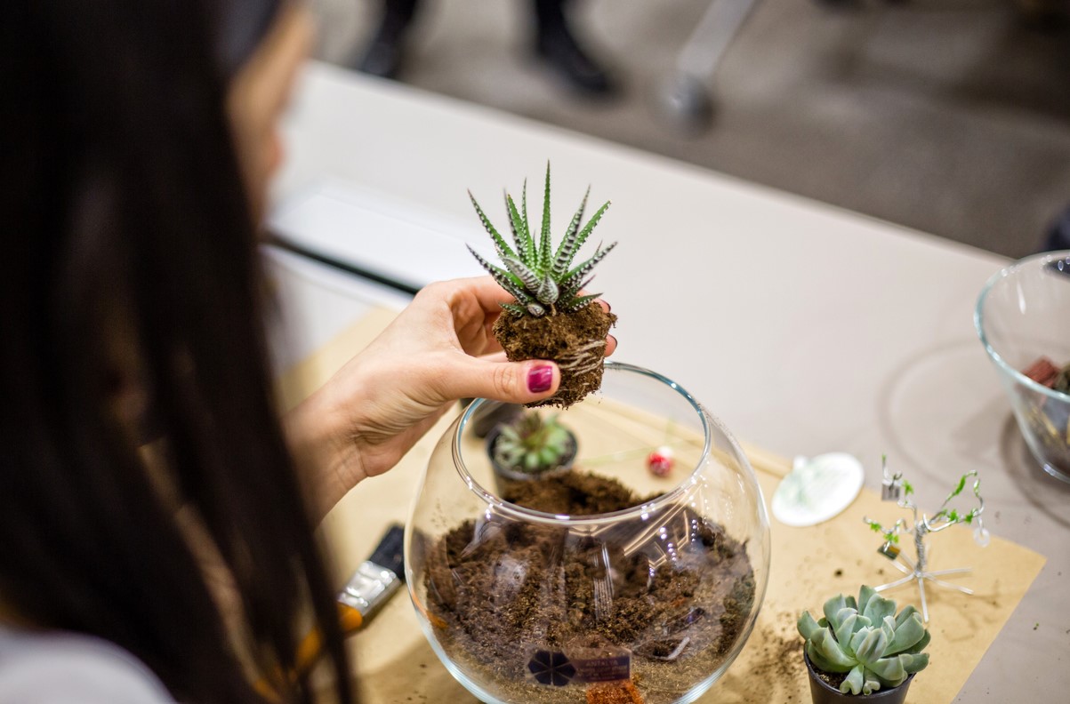 Plante Grasse Terrarium