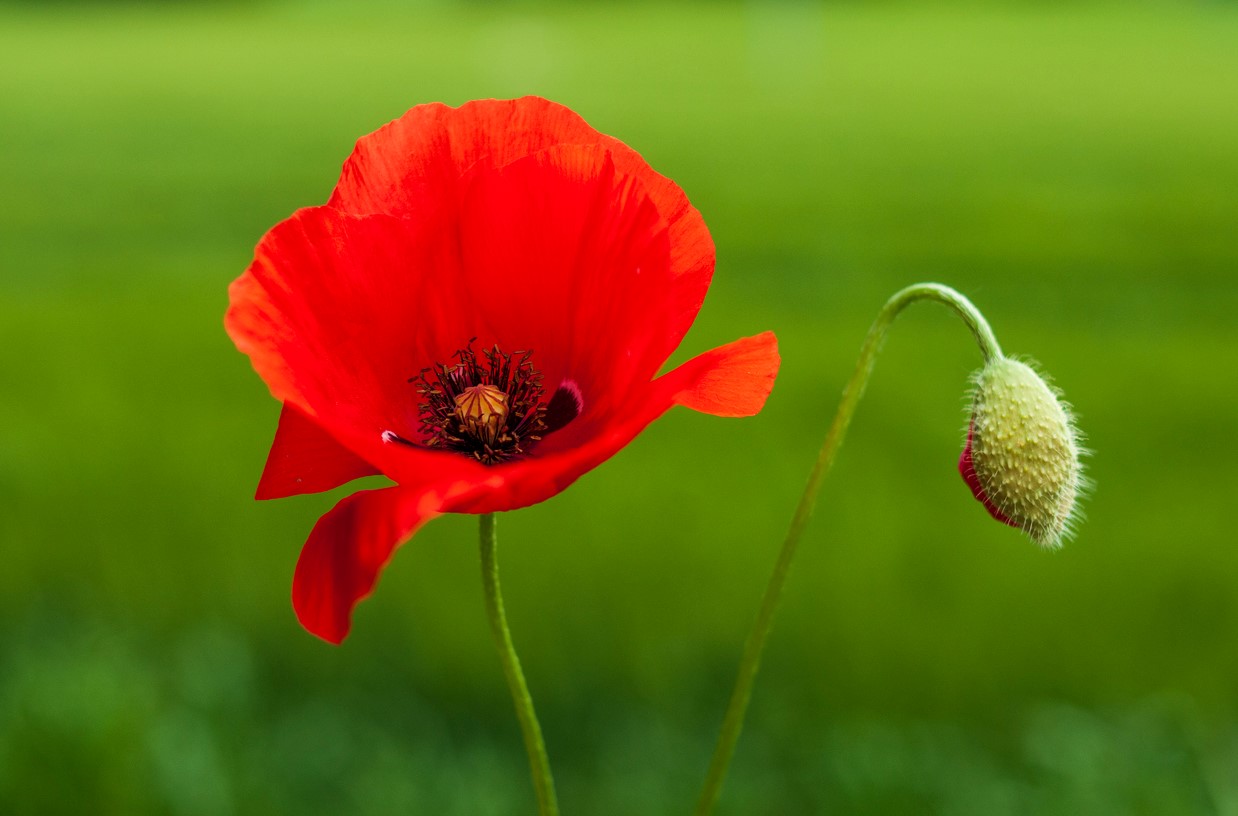 Planter Coquelicots