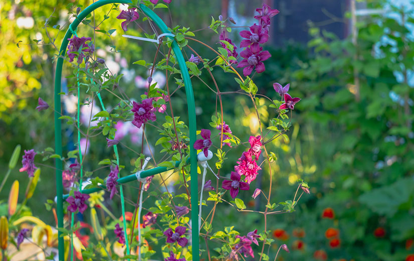 Plantes Grimpantes