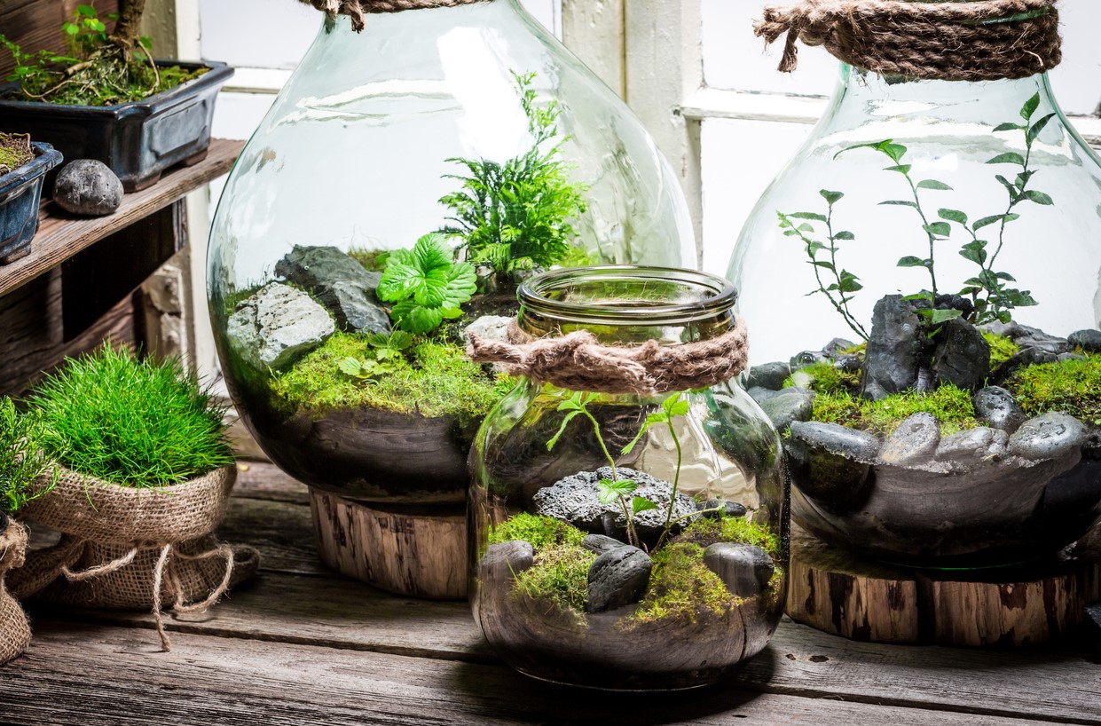 Plantes Terrarium