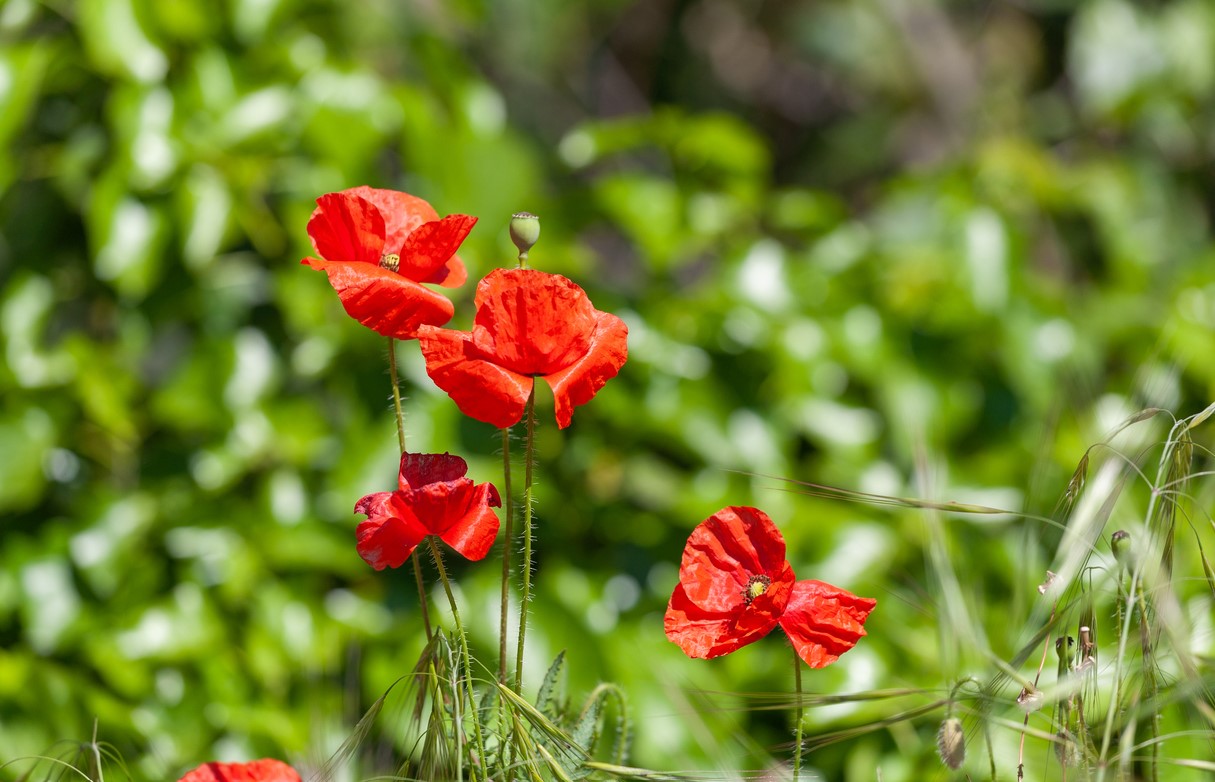Semer Coquelicots