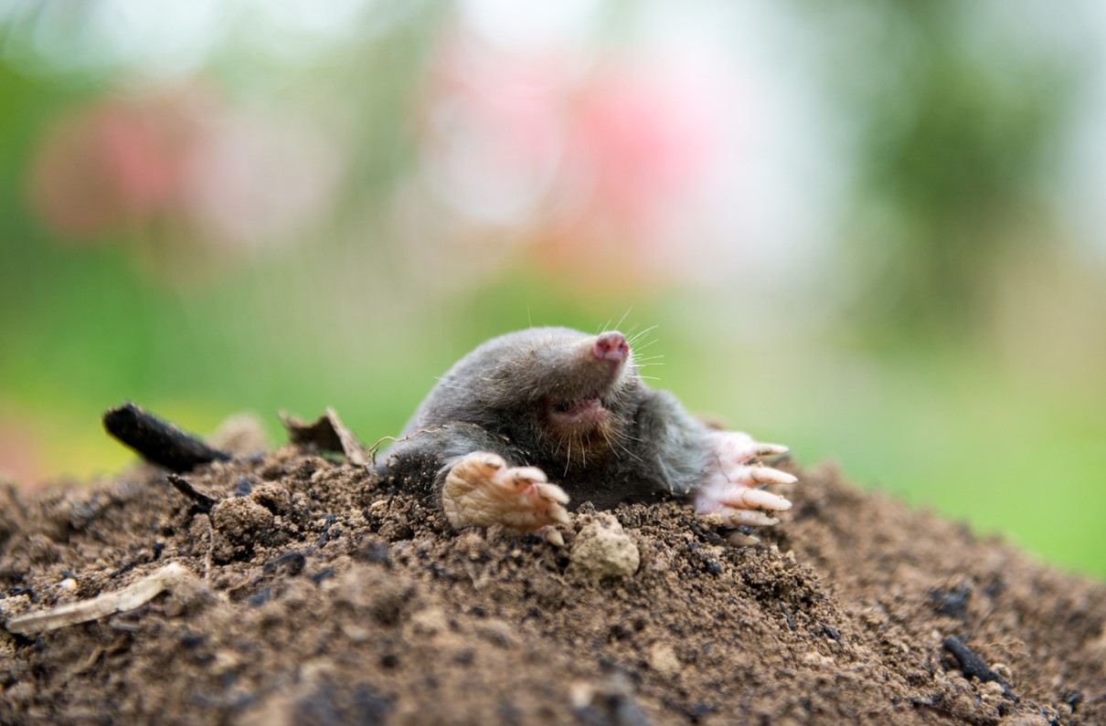 Taupe Au Jardin