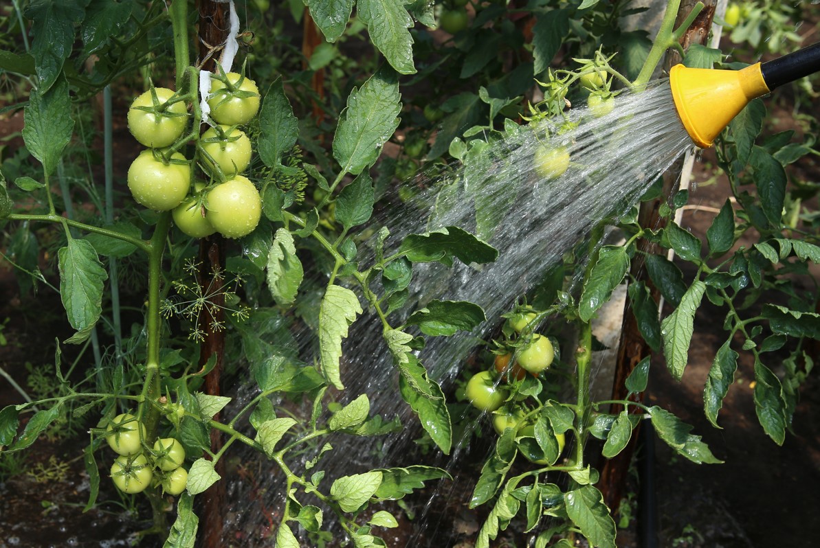 Arroser Tomates