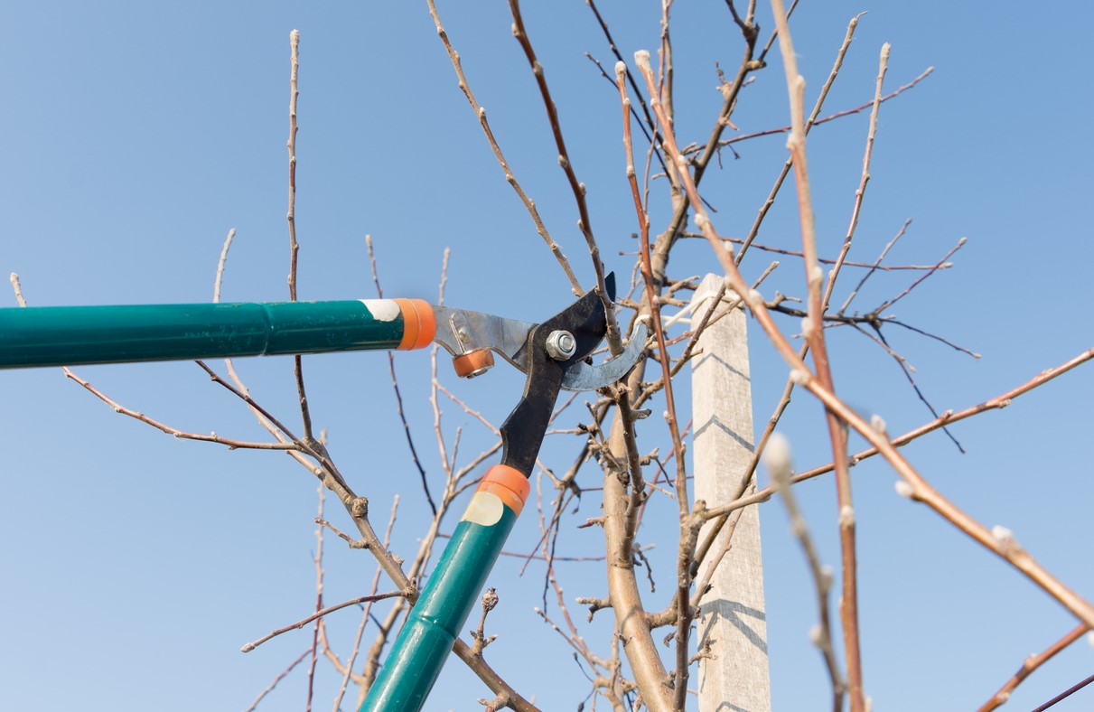 Comment élaguer Un Arbre