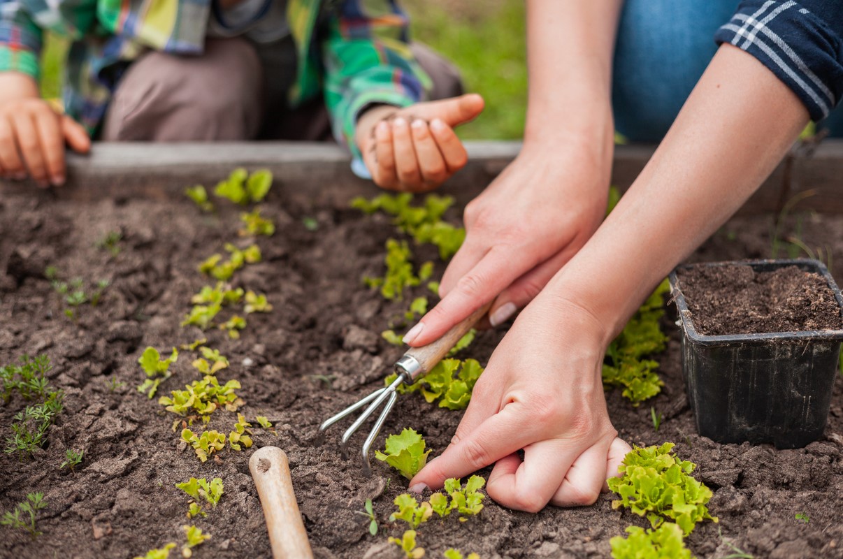 Comment Organiser Potager