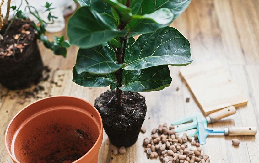 Etape Rempotage Plante Verte Interieur