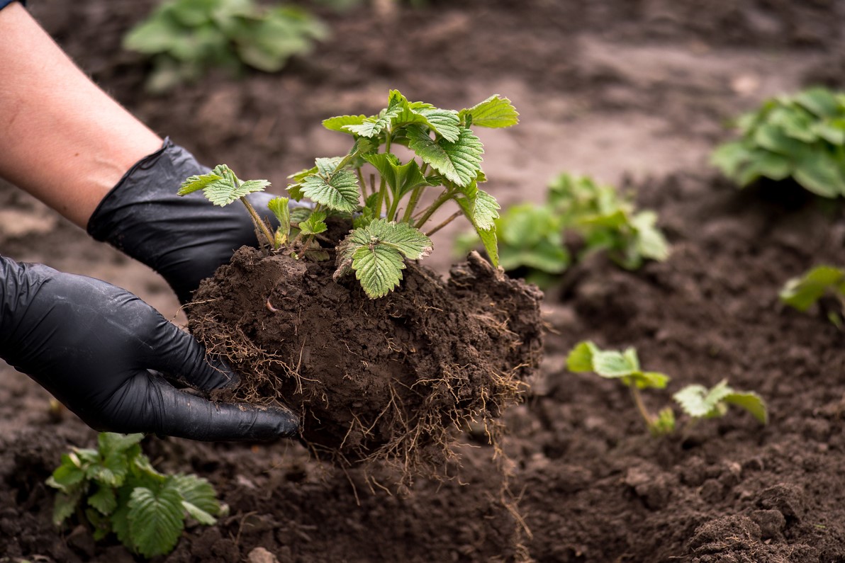 Organiser Potager