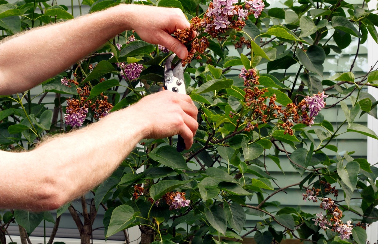 Taille Du Lilas