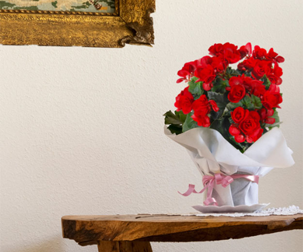 Begonia Rouge