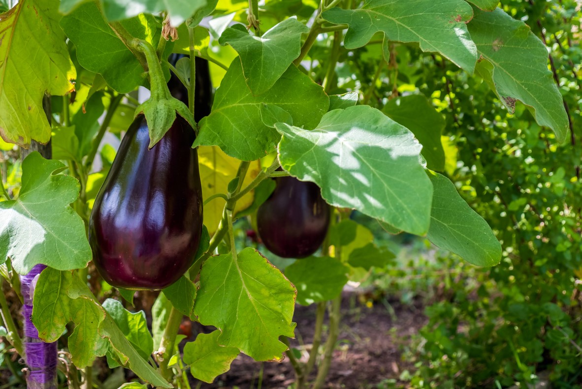 Cultiver Aubergine