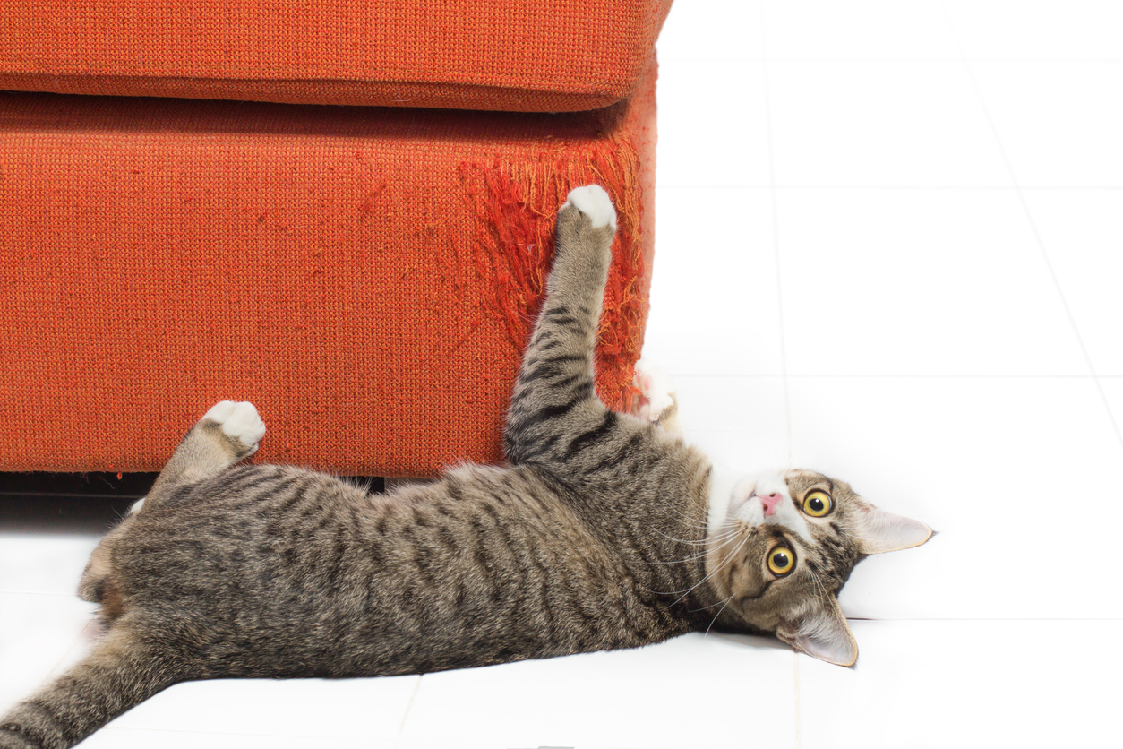 Chat faisant ses griffes sur un canapé orange