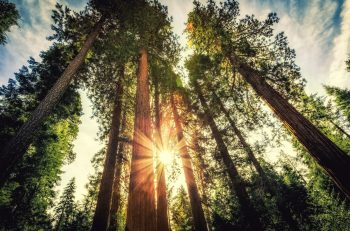 Mesurer Hauteur Arbre