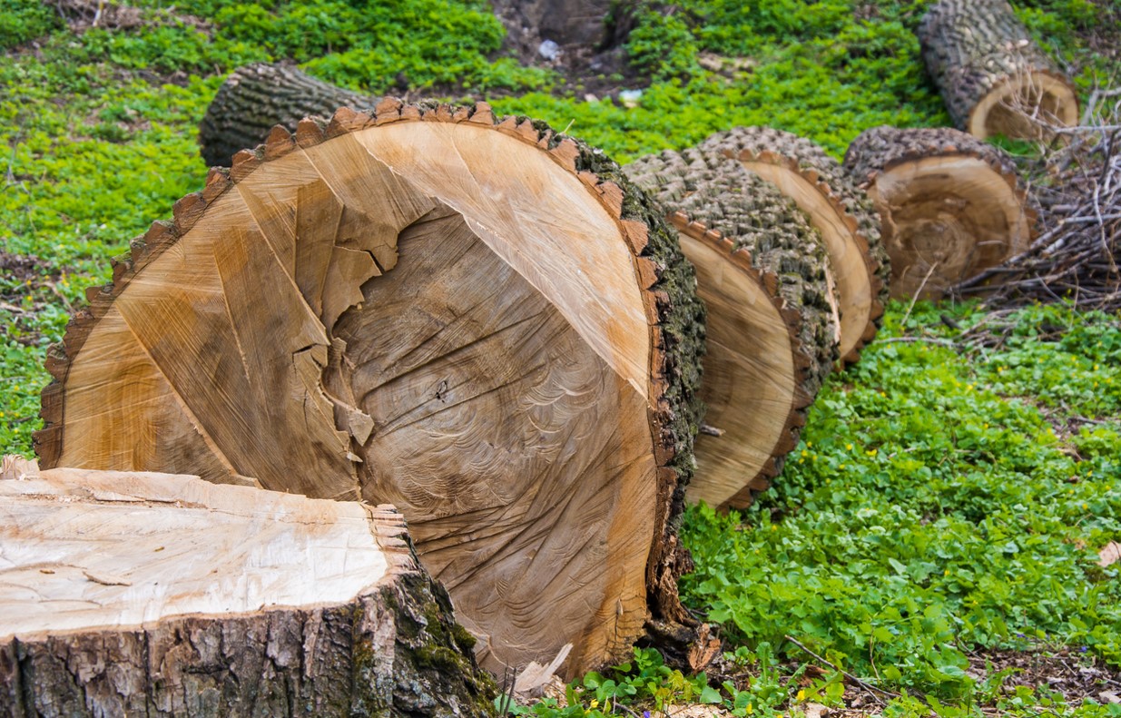 Abattre Arbre