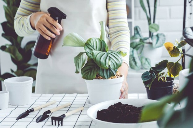 Arroser Plantes D'intérieur