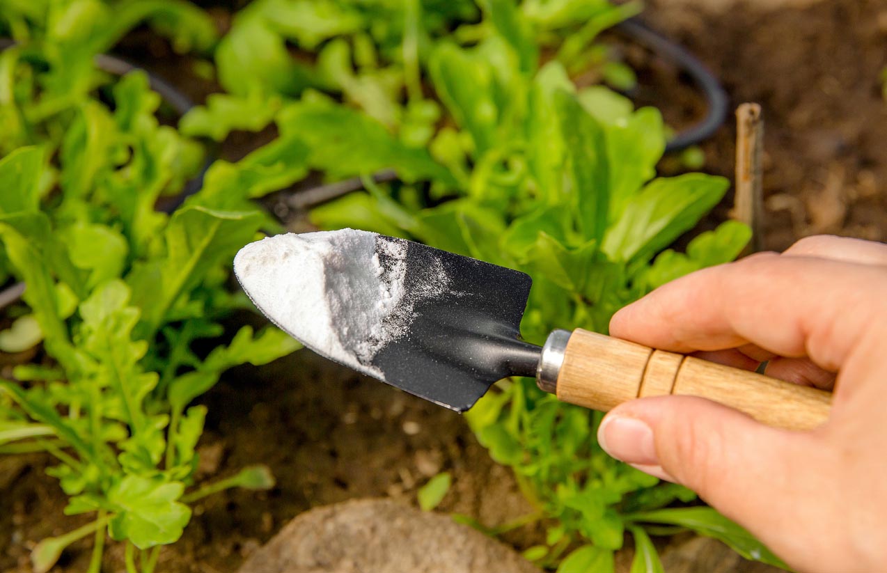 Bicarbonate dans une petite pelle au jardin