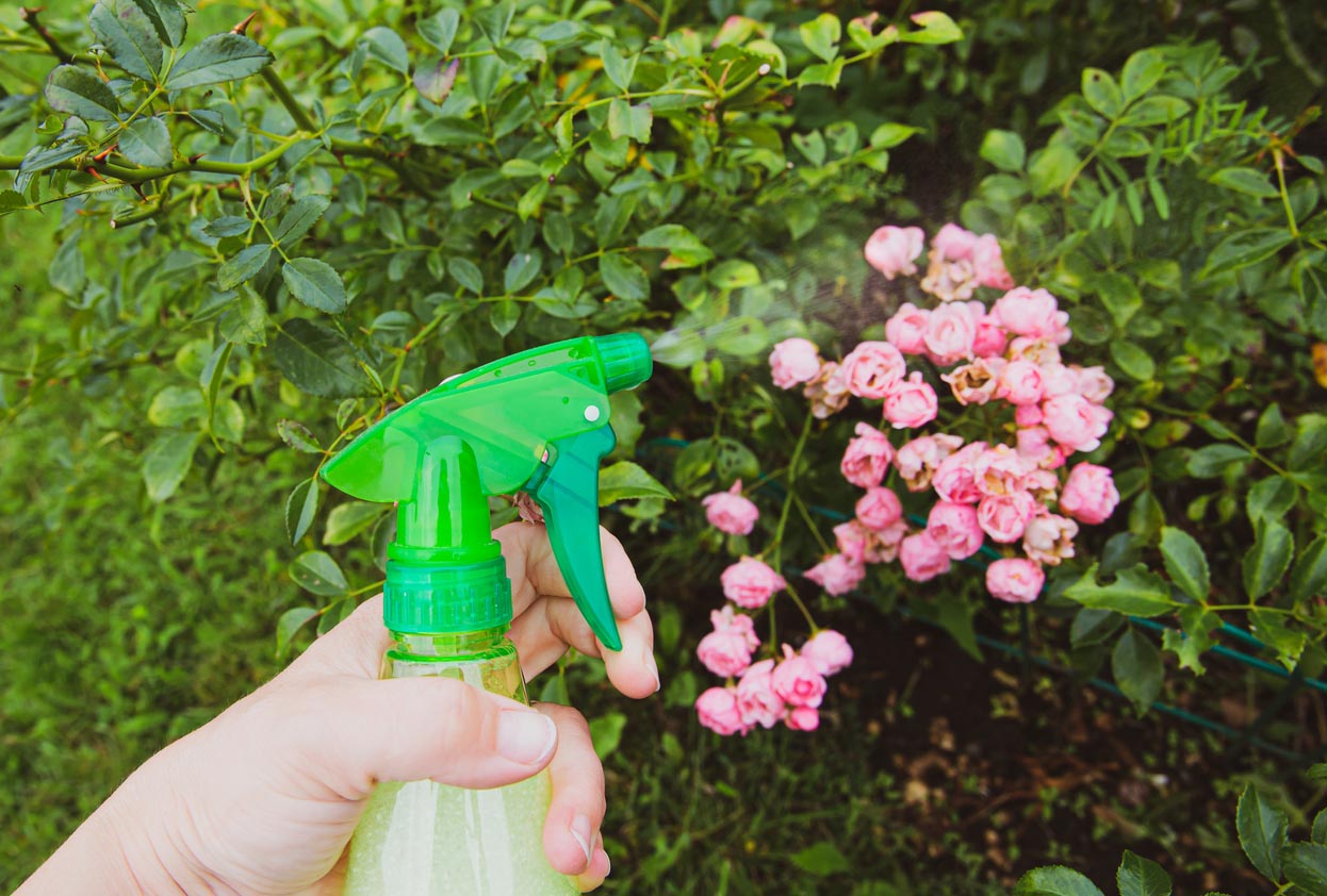 Pulvéristation avec un spray sur des fleurs