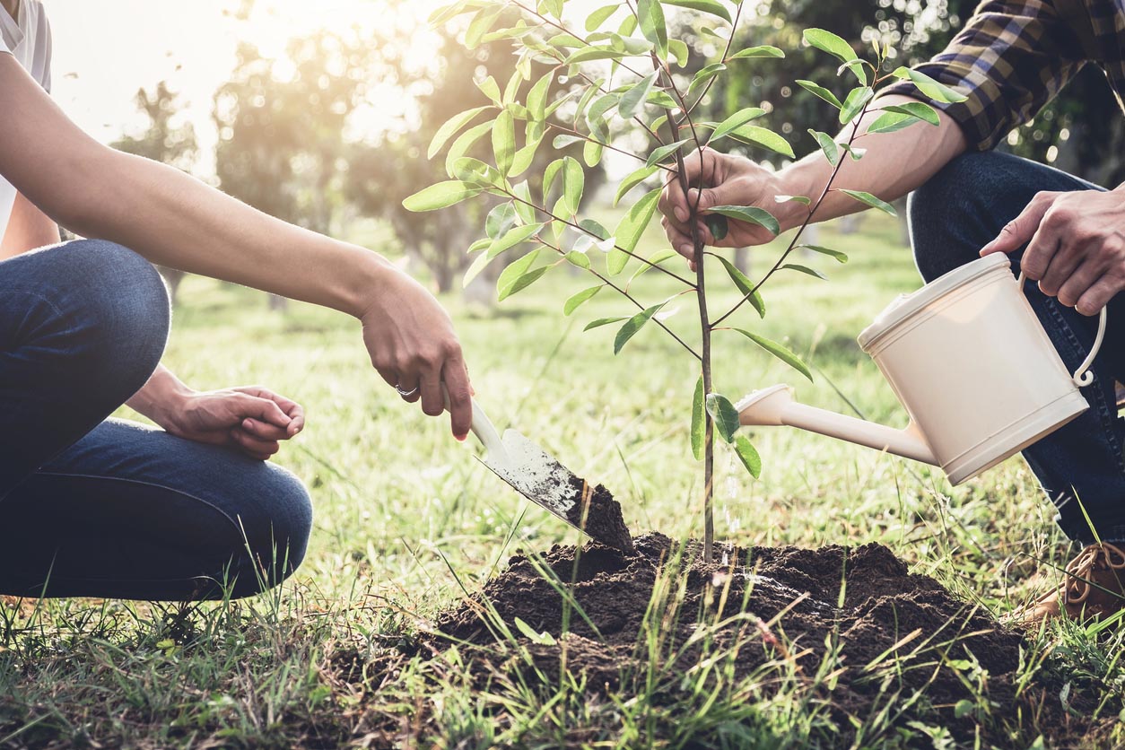 Jeune couple plantant l’arbre tout en arrosant