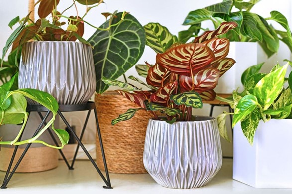 Plantes D'intérieur Soin