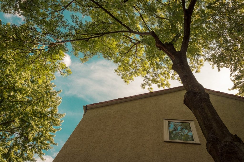 Arbre Voisin