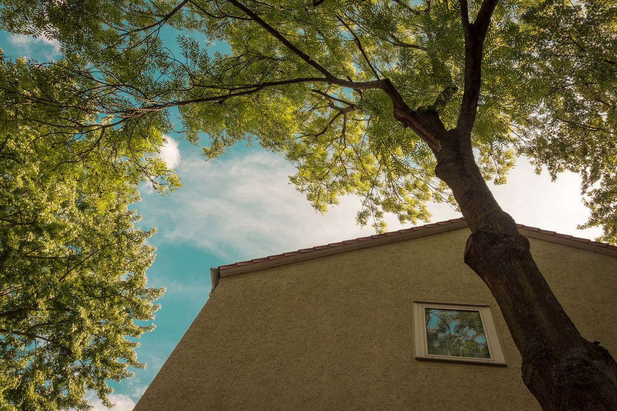 Arbre Voisin