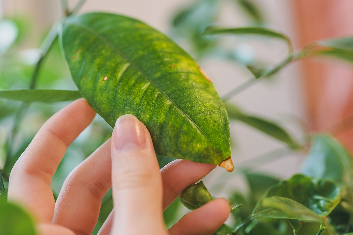 Citronnier Perd Ses Feuilles