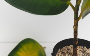 Ficus Perd Feuilles