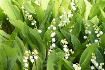 Muguet