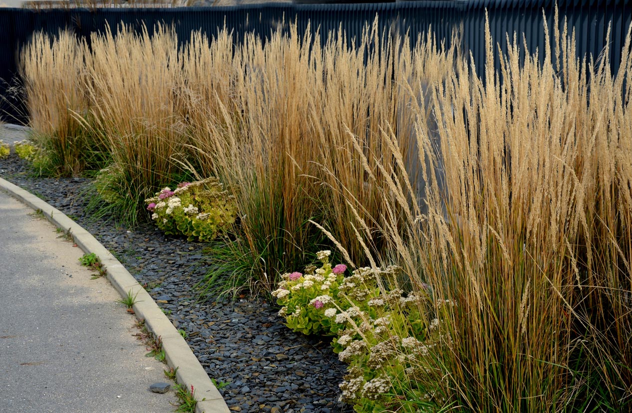 Plantes avec paillage mineral dans le jardin