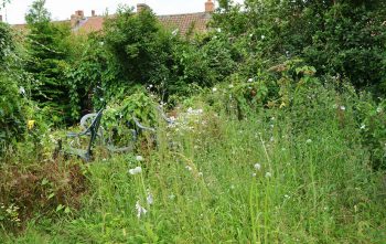 Voisin Entretien Pas Jardin
