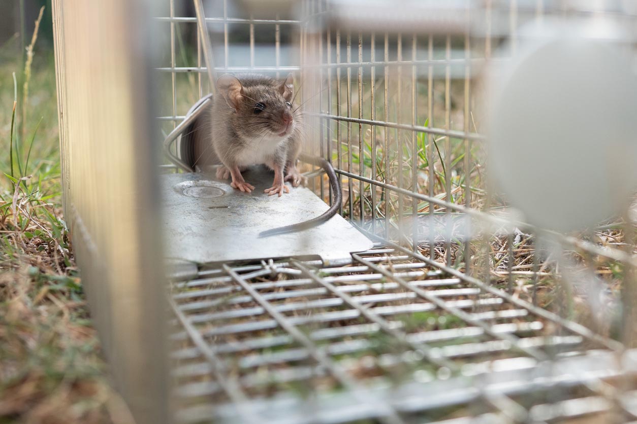 Petit rat dans un piège
