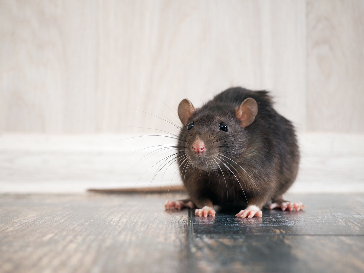Petit rat dans la maison