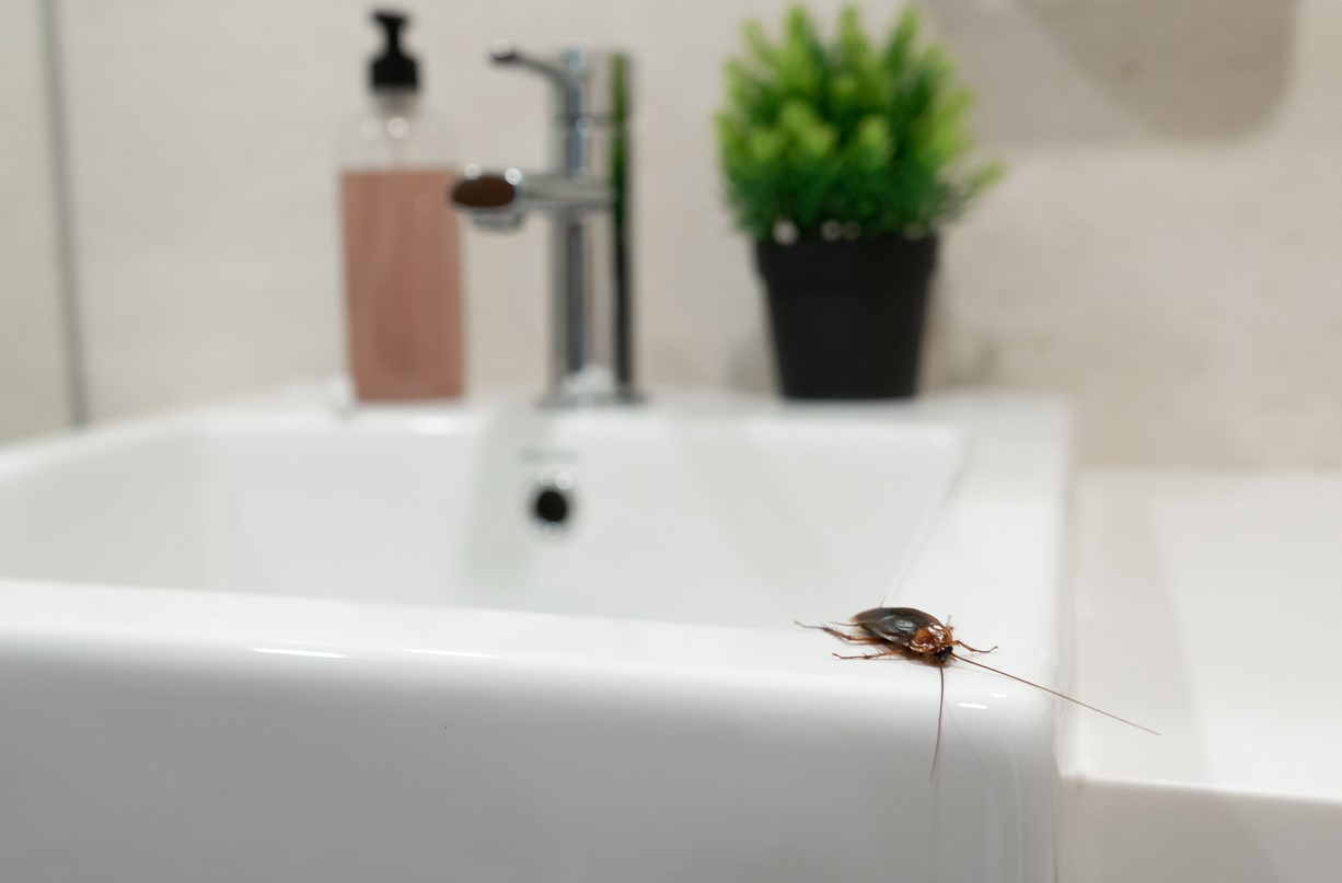Blatte Dans La Salle De Bain