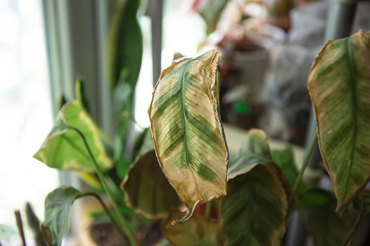 Plantes sèches