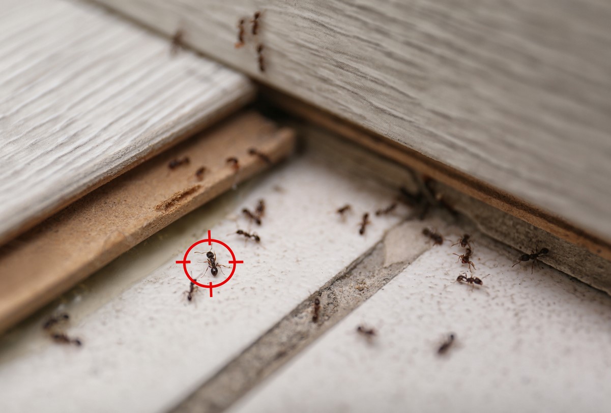 Loigner Les Fourmis