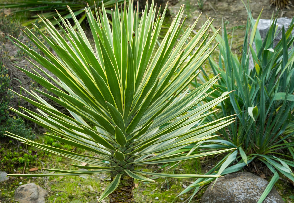 Yucca Extérieur