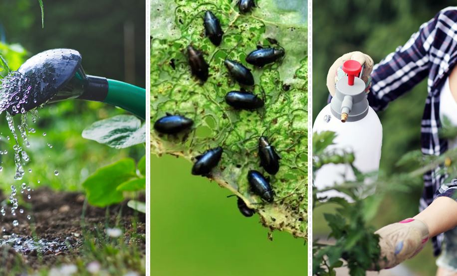 3 Images Représentant Le Jardin, Arrosage, Altise Et Pulvérisateur
