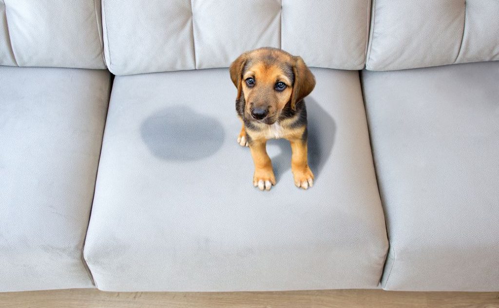 Chiot Sur Un Canapé Qui S'est Oublier Et Ce N'est Pas Lui Va Nettoyer