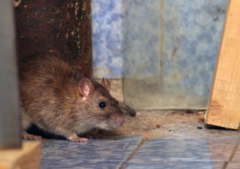 rat dans la maison