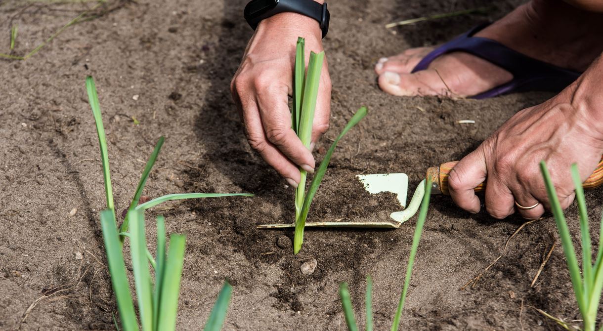 Personne Dans Son Jardin Qui Plante Des Poireaux