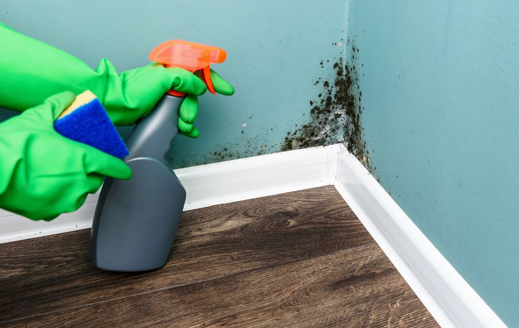 Pulvérisateur Et Gants Nettoient Un Coin De Mur Moisi