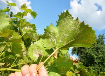 Une feuille de Vigne Infectées Par Un Mildiou Poudreux