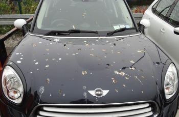 Voiture De Marque Mini Pleine De Fientes Sur Son Capot
