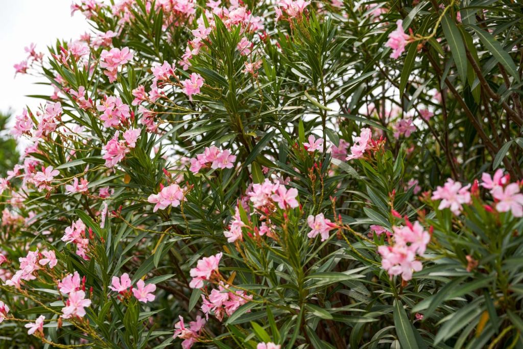 laurier rose en fleur