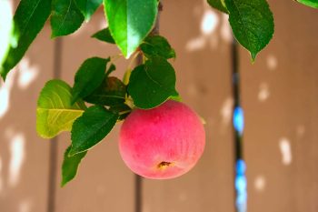 belle pomme qui dépasse de la clôture du voisin