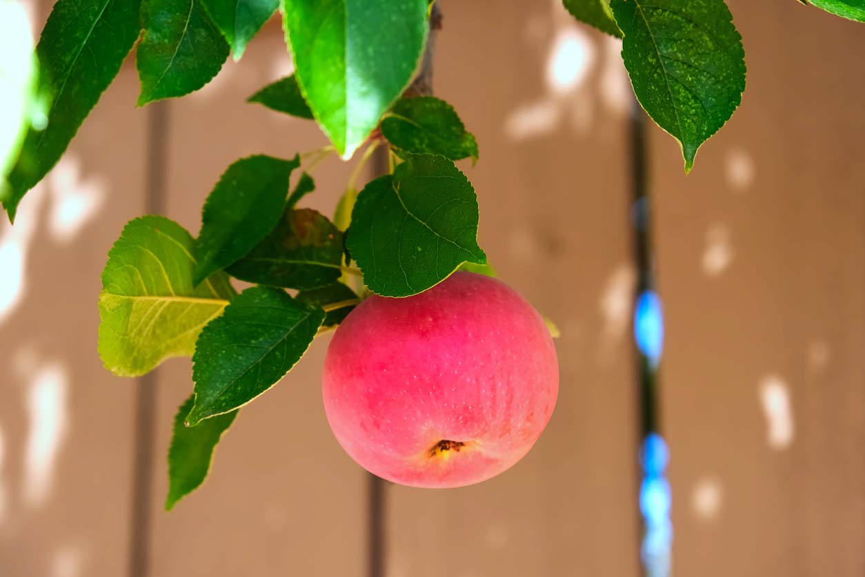 belle pomme qui dépasse de la clôture du voisin