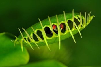 plante carnivore fermée