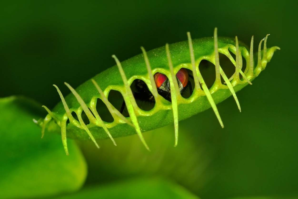 plante carnivore fermée
