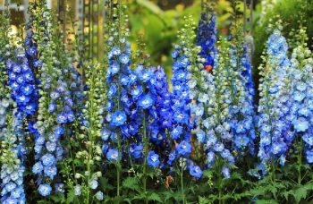 Delphinium