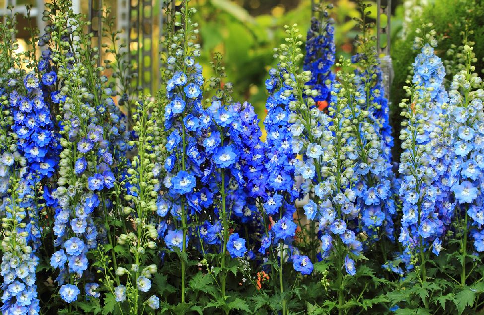 Delphinium